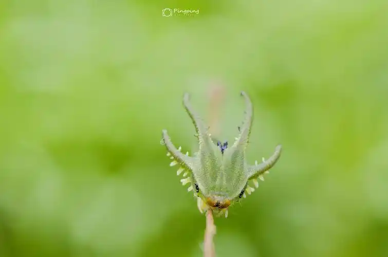 可爱的蝴蝶幼虫