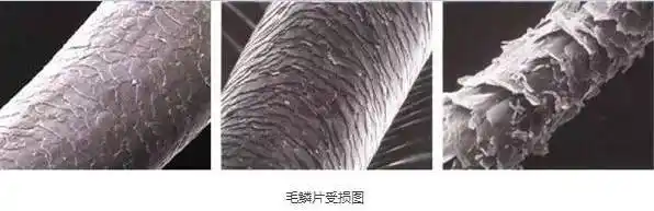 具平滑的毛鳞片,头发柔顺,亮泽,易于梳理.