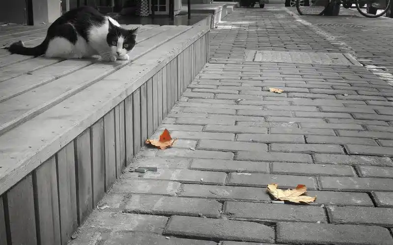 秋天,黑白,伤感,秋天,黑白,伤感,电脑壁纸,壁纸秋季景色落叶