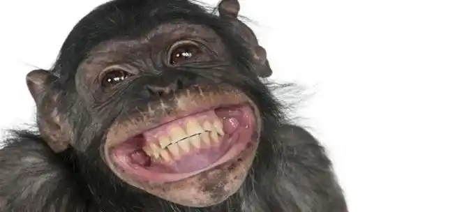 一张图片笑死10亿人