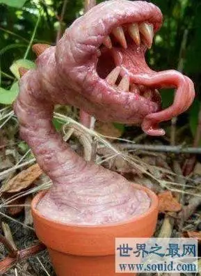 世界上最恐怖的花 食人花,吃掉十个生命才开一朵花