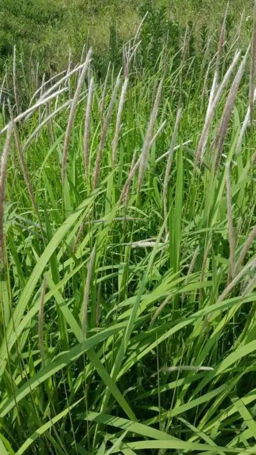 见到请品尝茅根白茅根的功效与作用白茅根的用法和用量茅根草茅根