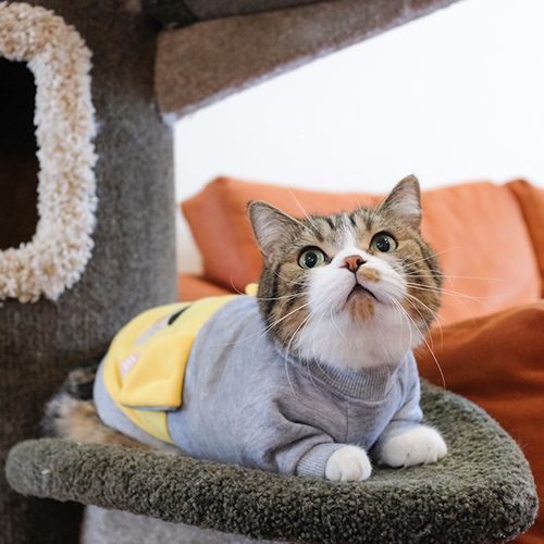 猫咪衣服秋冬装小猫猫英短美短蓝猫秋季冬天防掉毛宠物春秋款清仓