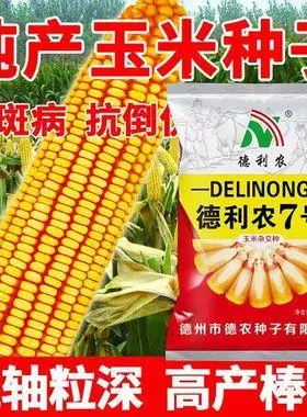 高产玉米种子双胞胎矮杆吨粮特大马牙角质抗病抗灾苞米种子