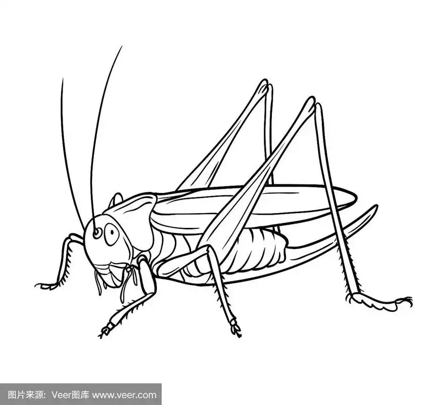 蝗虫手绘风格设计