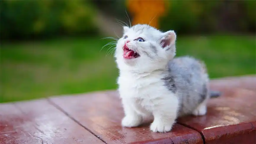 可能是小区最萌的奶猫