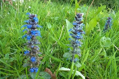 筋骨草的品种及功效