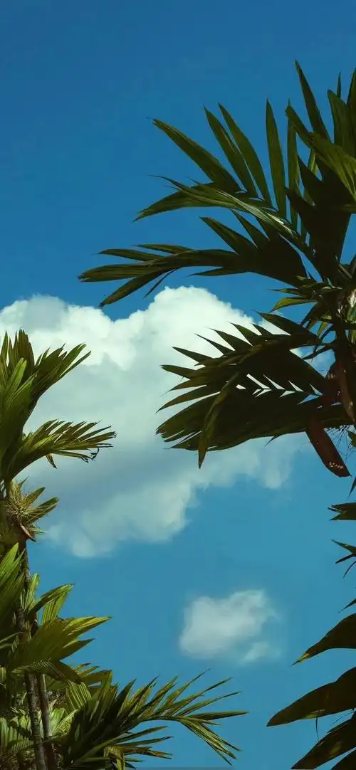 绿色保护眼睛的绿色壁纸(条友们要保护好眼睛)(4)