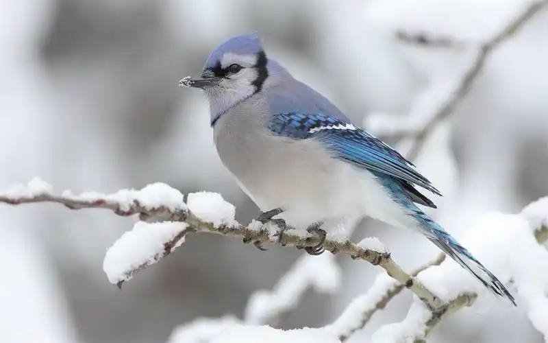 清新大自然美丽可爱鸟类动物高清桌面壁纸下载(2)