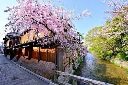 夜晚与白天同样魅力无限3月的樱花美景特辑绝景日本