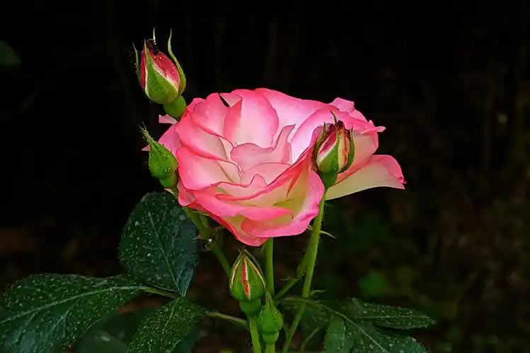 蔷薇花图片_蔷薇花图片大全_蔷薇花图片下载