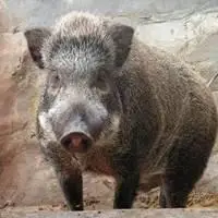 凶悍野猪头像_微信头像图片大全