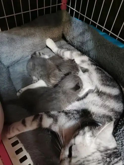 美短加白母配英短蓝猫公生下的小猫是怎么样的?求图?