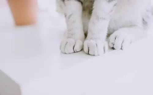 网红猫咪高清萌宠动物壁纸图片