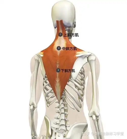 瑜伽解剖系列之斜方肌含体式指导收藏学习