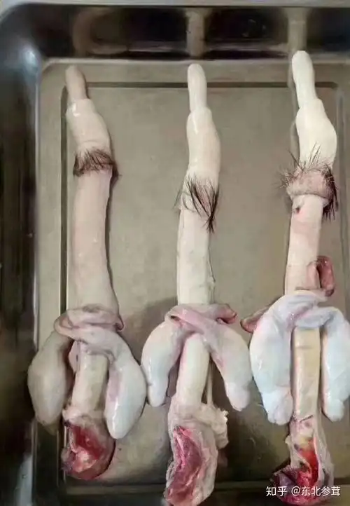 在西医的角度,牛鞭 鹿鞭 狗鞭 老虎鞭 这些动物鸡掰有药用价值吗?