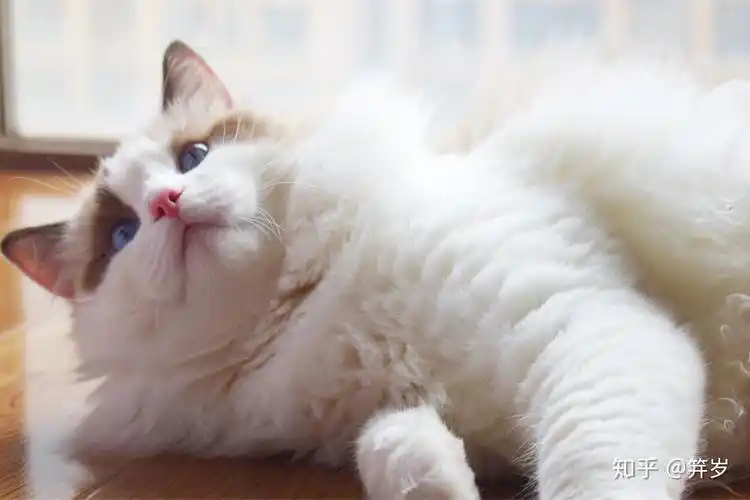 布偶猫有多美有哪些值得分享的布偶猫照片