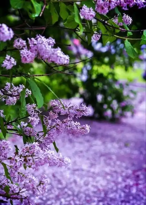 壁纸|满屏唯美的丁香花