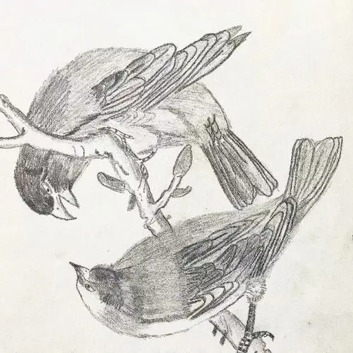 一画美术▏动物素描鸟五年级以上课程分享