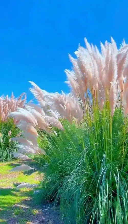 王维最悠闲的一首诗人到中年学会回归内心才会活得自在快乐