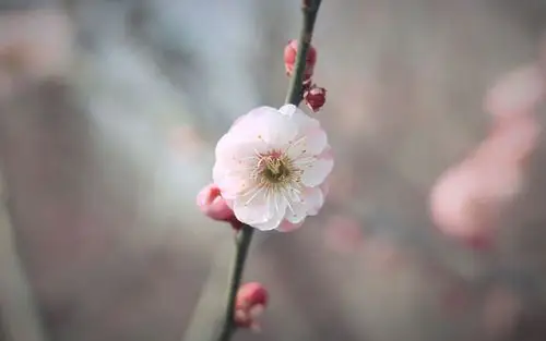 唯美好看的粉色梅花微距摄影图片桌面壁纸