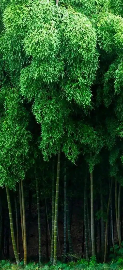 《幸运草》绿色护眼手机壁纸_网易订阅