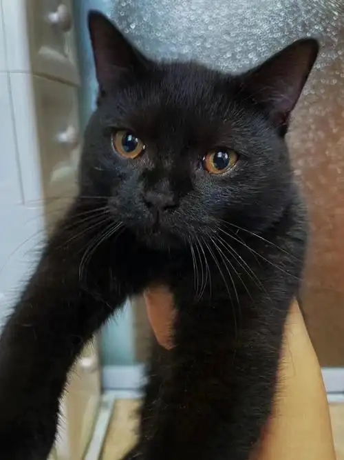 纯黑小英短无偿领养