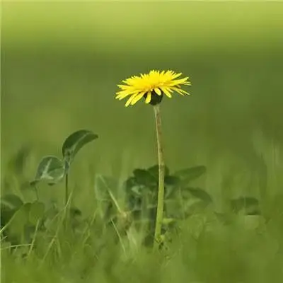 2021带来好运的微信头像图片 漂亮高清