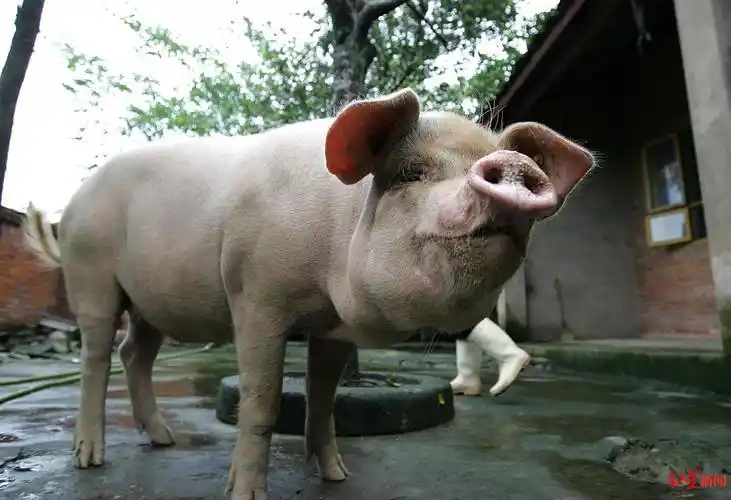 猪坚强的一生从废墟下到博物馆13年它一直活在国人目光中