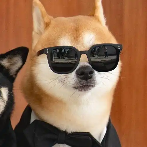 柴犬##柴犬萌照分享##小狗头像