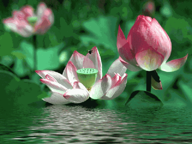 640_480gif 动态图 动图