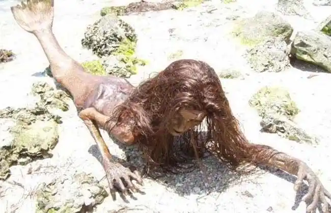 发现美人鱼相关报道