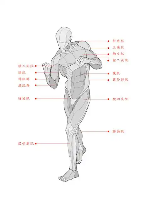 男性肌肉结构怎么画?