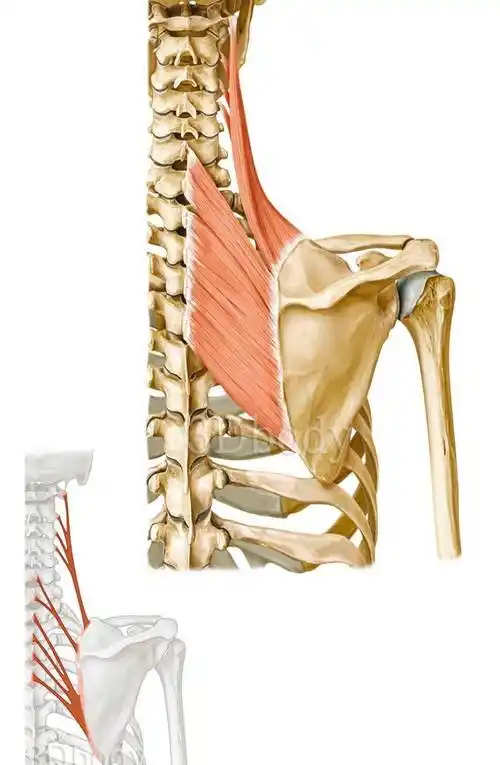 肩颈解剖之斜菱肩提肌和疼痛触发点