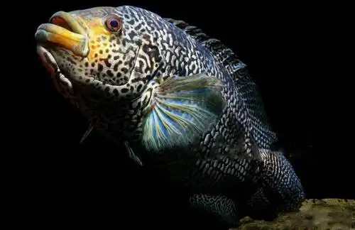 花老虎鱼图片观赏鱼花老虎图片