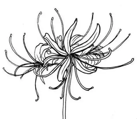 strong>彼岸 /strong>植物花怎么画简单好看彼岸花简笔画图片