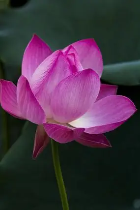 一朵怒放的粉红荷花粉红荷花特写荷塘粉红荷花粉红荷花花苞粉红荷花红