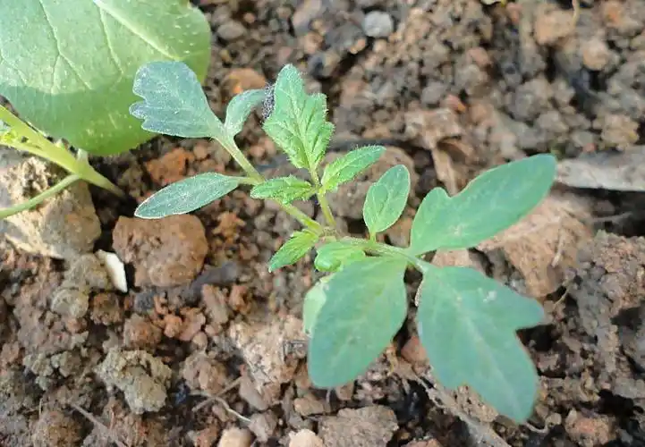 小小的番茄苗只有两瓣小叶子