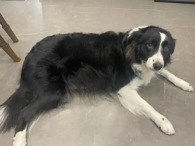 边牧银小花儿孕期日记