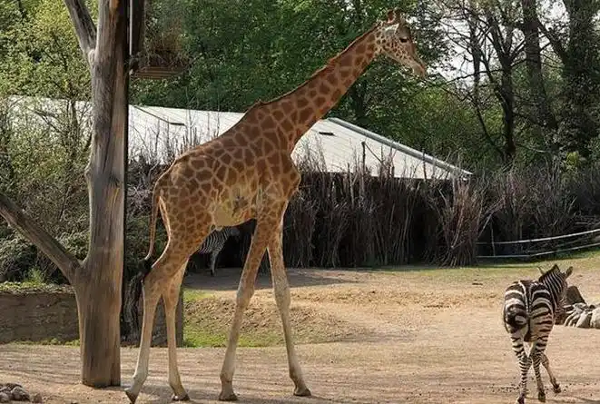 长颈鹿的形态特征 长颈鹿是一种奇特的哺乳动物,它们拥有超长的脖子和