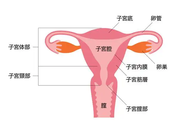 子宫人形插图材质及名称(日语)图片下载