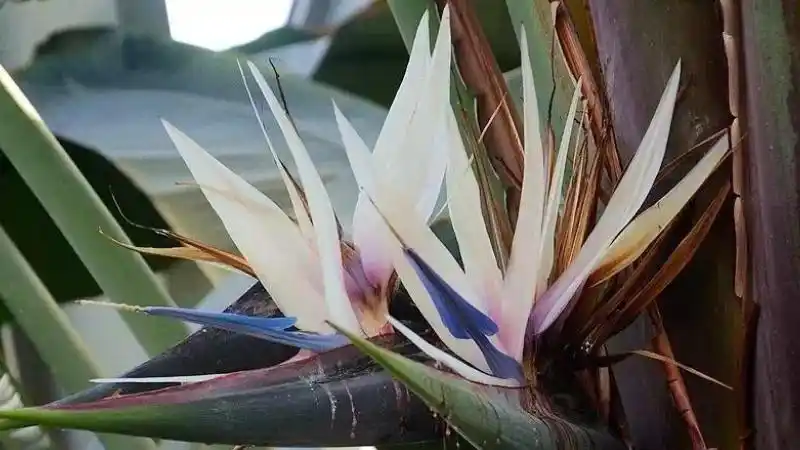 尼古拉鹤望兰的修剪方法