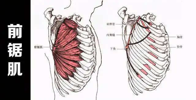 梦寐以求的"鲨鱼线"训练方法,原来如此简易|前锯肌|引体向上|肌肉