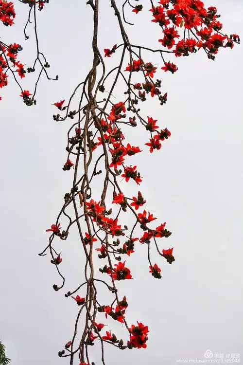 广州市英雄树红木棉盛放