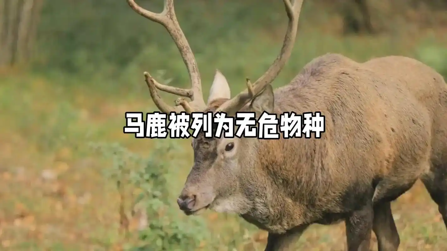 马鹿是一种分布广泛,数量众多的哺乳动物,属于鹿科.它们 - 抖音