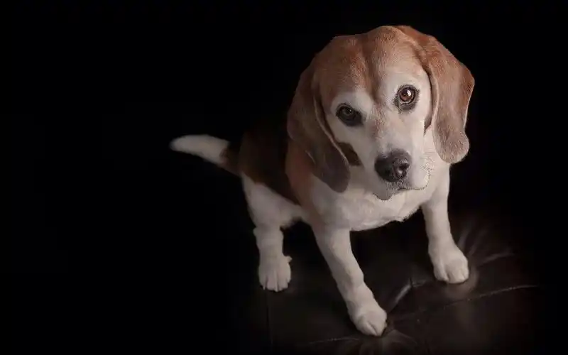 首页 动物与鸟 狗狗 比格犬,小狗,仰视 壁纸 比格犬,小狗,仰视 壁纸