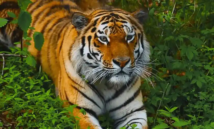 黑龙江男子驾车遇东北虎,身材魁梧,见车辆靠近,摆出欲攻击的样_老虎