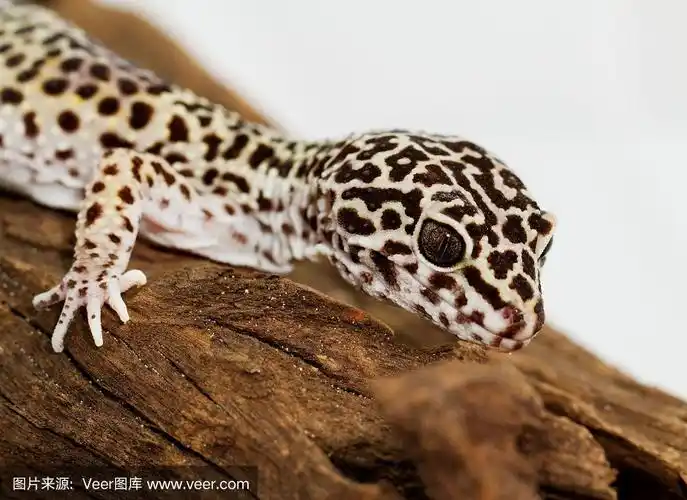 豹纹壁虎