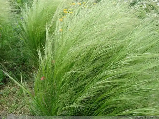 细茎针茅细叶画眉草