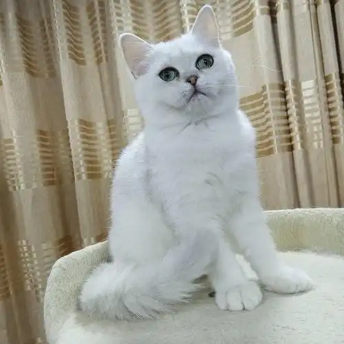 银渐层免费领养,面向纯猫奴,必须自己来看猫